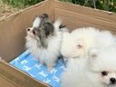 Εικόνα 8 από 9 - Pomeranian toy -  Βόρεια & Ανατολικά Προάστια >  Κηφισιά