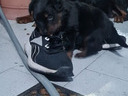 Εικόνα 2 από 2 - Rottweiler - Νομός Αττικής >  Υπόλοιπο Αττικής