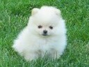 Εικόνα 1 από 12 - Pomeranian toy θηλυκό -  Βόρεια & Ανατολικά Προάστια >  Ηράκλειο