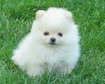 Pomeranian toy θηλυκό - Ηράκλειο