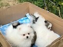 Εικόνα 3 από 12 - Pomeranian toy θηλυκό -  Βόρεια & Ανατολικά Προάστια >  Ηράκλειο