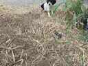 Εικόνα 5 από 5 - Κουτάβι Beagle - Στερεά Ελλάδα >  Ν. Ευβοίας