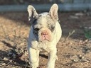 Εικόνα 2 από 8 - France bulldog merle - Νομός Αττικής >  Υπόλοιπο Αττικής