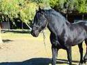 Εικόνα 1 από 4 - Άλογο Ch Murgese - Πελοπόννησος >  Ν. Αχαΐας