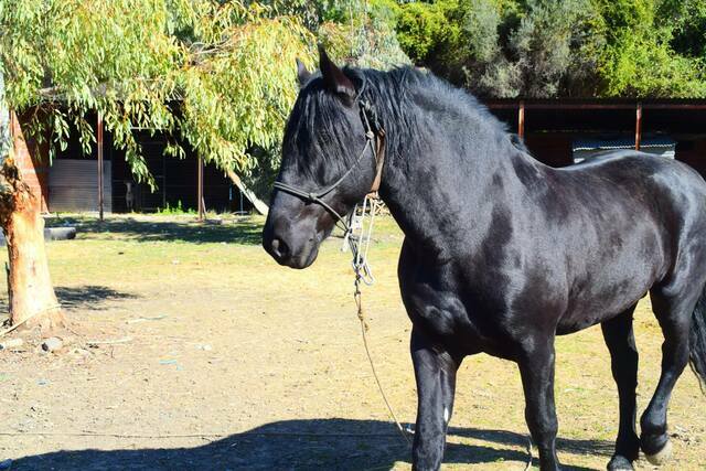 Εικόνα 1 από 4 - Άλογο Ch Murgese - Πελοπόννησος >  Ν. Αχαΐας