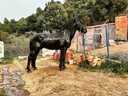 Εικόνα 2 από 4 - Άλογο Ch Murgese - Πελοπόννησος >  Ν. Αχαΐας