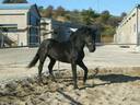 Εικόνα 3 από 4 - Άλογο Ch Murgese - Πελοπόννησος >  Ν. Αχαΐας