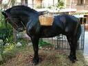 Εικόνα 4 από 4 - Άλογο Ch Murgese - Πελοπόννησος >  Ν. Αχαΐας