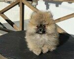 Pomeranian toy 2 kg - Κηφισιά