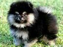 Εικόνα 1 από 9 - Pomeranian toy θηλυκο, -  Βόρεια & Ανατολικά Προάστια >  Κηφισιά