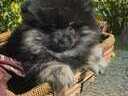 Εικόνα 5 από 9 - Pomeranian toy θηλυκο, -  Βόρεια & Ανατολικά Προάστια >  Κηφισιά