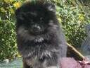 Εικόνα 7 από 9 - Pomeranian toy θηλυκο, -  Βόρεια & Ανατολικά Προάστια >  Κηφισιά