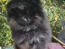 Εικόνα 8 από 9 - Pomeranian toy θηλυκο, -  Βόρεια & Ανατολικά Προάστια >  Κηφισιά