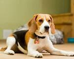 Ενδιαφέρομαι για καθαρόαιμο beagle κουτάβι - Γέρακας