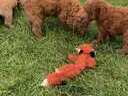 Εικόνα 7 από 7 - POODLE red toy -  Βόρεια & Ανατολικά Προάστια >  Κηφισιά