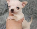 Κουτάβια Chihuahua Έχω - Γουδί