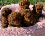 POODLE red Apricot toy - Νέα Ερυθραία