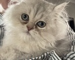 Αρσενικό γατάκι Περσίας 4 μηνών - Νομός Χανίων