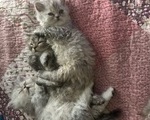 Γάτακια Περσίας - Κερατσίνι