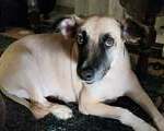 Χαρίζεται σκυλίτσα εκπαιδευμένη για διαμέρισμα - Ηλιούπολη