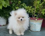 Pomeranian toy 3 .5 kg - Κηφισιά