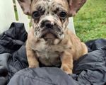 Γαλλικό μπουλντόγκ-french bulldog - Πειραιάς (Κέντρο)